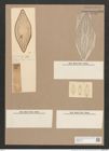 Navicula genifera A.Schm. (de-Toni-Nr.: Genus 1, Species 350) Zeichnungen Sammlung Grunow Nr. 796 (NHMW-BOT-W0367215)